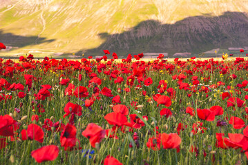Poppy flowers blooming on summer meadow in sunlight - 789942222