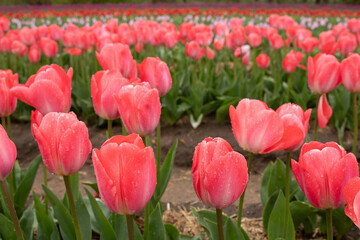 The beautiful and colorful tulip fields