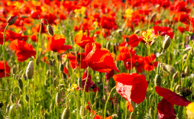 Poppy flowers blooming on summer meadow in sunlight - 789942639