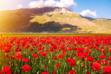Poppy flowers blooming on summer meadow in sunlight - 789944492