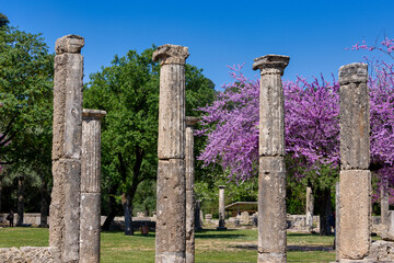 Olympia Archaeological Site with Beautiful Pink Blooming Flowers, Greece - obrazy, fototapety, plakaty