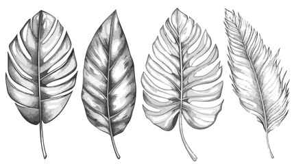 Set of Four exotic leaves of different plants hand drawn