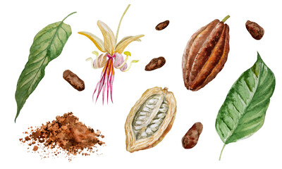 Watercolor illustration Set of whole and cut cocoa pods, beans, flowers, leaves and chocolate on a white background. Hand watercolor