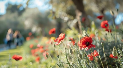 Fototapeta premium Blooming poppy flower in spring and a happy couple walking in the countryside in the background. A sunny and cool spring morning