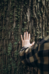 Man hand touches a pine tree trunk, close-up, wild forest travel.