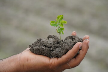 male hand holding plant growing on soil. environment Earth Day In the hands of trees growing...