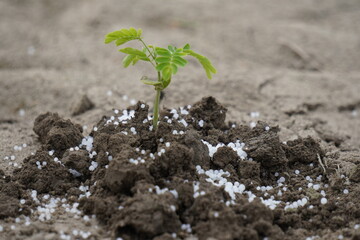 Mineral fertilizer. Young seedling growing in soil, closeup . Fertilizing soil with growing young sprout outdoors, selective focus. High Quality Photo 