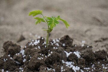 Mineral fertilizer. Young seedling growing in soil, closeup . Fertilizing soil with growing young...