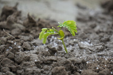 Mineral fertilizer. Young seedling growing in soil, closeup . Fertilizing soil with growing young...