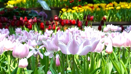 pink tulips in the garden