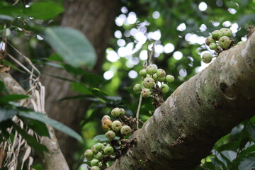 tropical fig tree in jungle