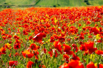 Poppy flowers blooming on summer meadow in sunlight - 789953494