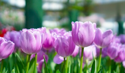 purple tulips in the garden