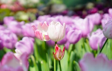 pink and purple tulips in the garden