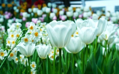 white and yellow daffodils