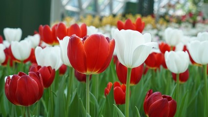 red and white tulips in the gardent