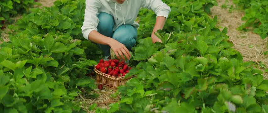 Person picking strawberries in a field, with a full basket. In the midst of green plants, a woman kneels to pick berries under a clear sky.