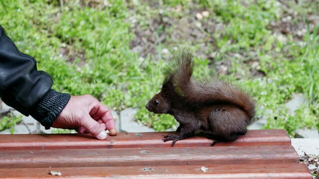 Man feeding nuts to a brown squirrel in the park