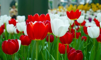 red and white tulips in the garden
