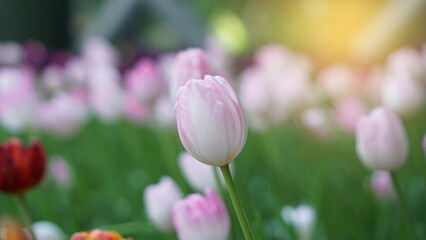 pink and white tulips in the gardent background