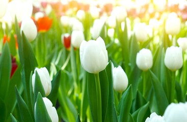 tulips on green grass background