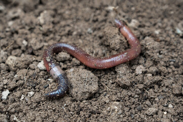 one earthworm in wet soil