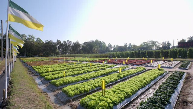 Salad vegetables.Organic vegetable farm. Beautiful colors.