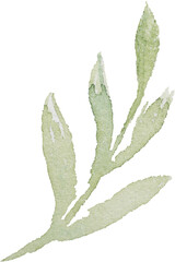 Leaf Branch Watercolor illustration for card website, application, printing, document, poster...