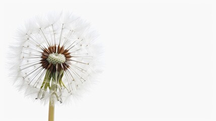 A lone dandelion against a plain white background and sky