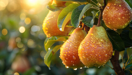 In the orchard, pears glisten under sunlight as they hang from tree branches.
