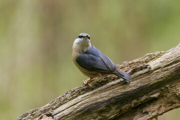 A nuthatch on a branch