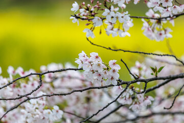 桜が咲いた - obrazy, fototapety, plakaty