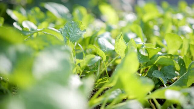 Organically grown Chinese kale. Healthy vegetables.