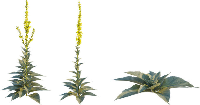 Verbascum 4k png cutout
