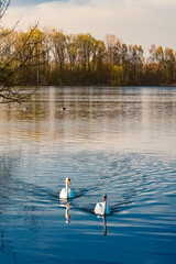 Spring view with reflections near Mamming, Isar, Dingolfing-Landau, Bavaria, Germany