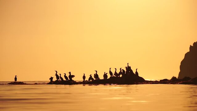 Sea birds silhouette at sunset. Flock of cormorants, Phalacrocorax carbo sit on the rocks before sunset. Flock of seabirds, cormorants, seagulls, close up sitting on a cliff top at sunset, slow motion