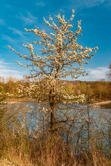 Prunus spinosa, blackthorn, on a sunny day in spring near Landau, Isar, Dingolfing-Landau, Bavaria, Germany - obrazy, fototapety, plakaty