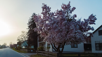 Prunus cerasifera, cherry plum, on a sunny evening in spring
