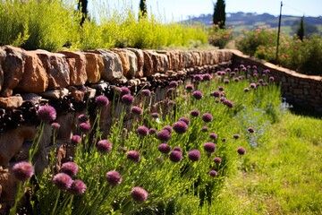 Tuscan Herbalist Terrace Gardens: Wine Bottle Edging & Chive Border Charm - obrazy, fototapety, plakaty