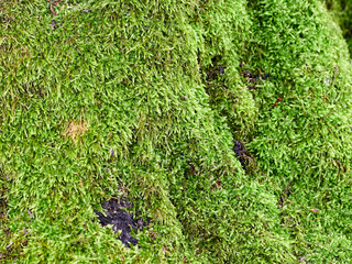 Green forest moss. Texture or background