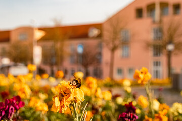 Beautiful flowers on a sunny day in spring at Therme Bad Griesbach im Rottal, Passau, Bavaria,...