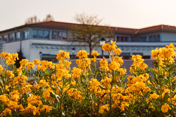 Obraz premium Beautiful flowers on a sunny day in spring at Therme Bad Griesbach im Rottal, Passau, Bavaria, Germany