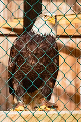 Haliaeetus leucocephalus, bald eagle, sitting behind a chain-link fence on a sunny spring day