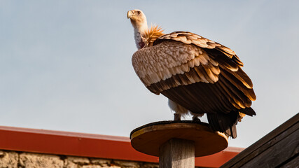 Gyps himalayensis, himalayan griffon vulture, standing on a wooden platform on a sunny spring day - obrazy, fototapety, plakaty