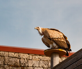 Gyps himalayensis, himalayan griffon vulture, standing on a wooden platform on a sunny spring day