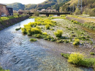 名もなき川の菜の花と桜