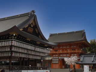 八坂神社の桜
