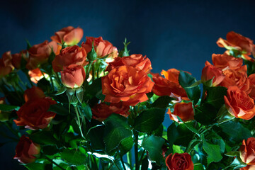 Beautiful red roses on a dark background