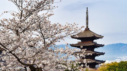 五重塔と桜