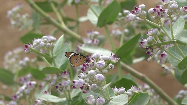 Butterfly on flower of Calotropis gigantea. For sucking nectar of flower. Plain Tiger Butterfly feeding on the Milkweed flower. Butterfly collecting Nectar. 240fps Slow Motion